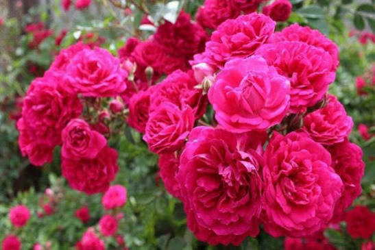 گل محمدی؛ طلای معطر ایران در دام خام‌فروشی